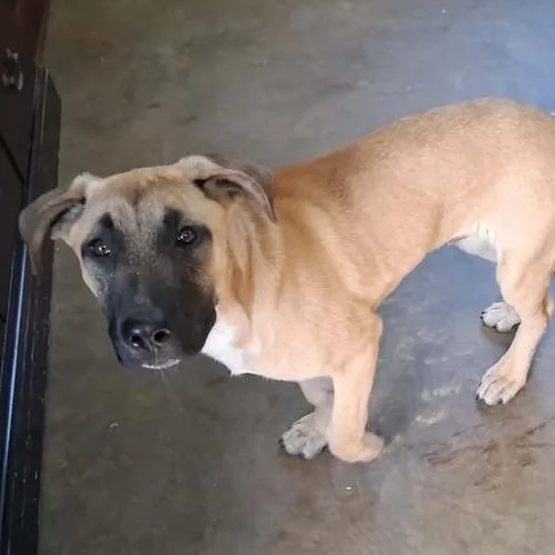 A baby large-sized male Yellow / Tan / Blond / Fawn Great Dane dog named Jack for adoption in Enterprise, AL