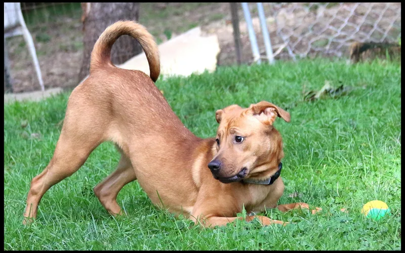 A young medium-sized female Mixed Breed dog named Rooh for adoption in Shippenville, PA