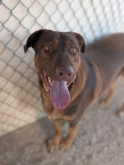 An adult large-sized male Labrador Retriever dog named Tex for adoption in Divide, CO