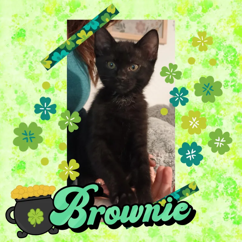 Brownie thumbnail 2