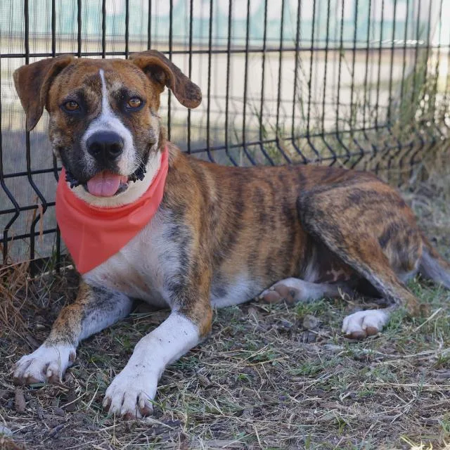 A young medium-sized male Boxer dog named Timothee for adoption in San Antonio, TX