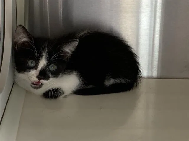 A baby small-sized female Domestic Short Hair cat named Renate for adoption in Tustin, CA