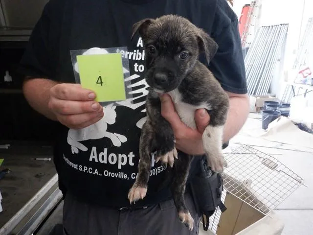 A baby medium-sized female Pit Bull Terrier dog named Miss Priss for adoption in Oroville, CA
