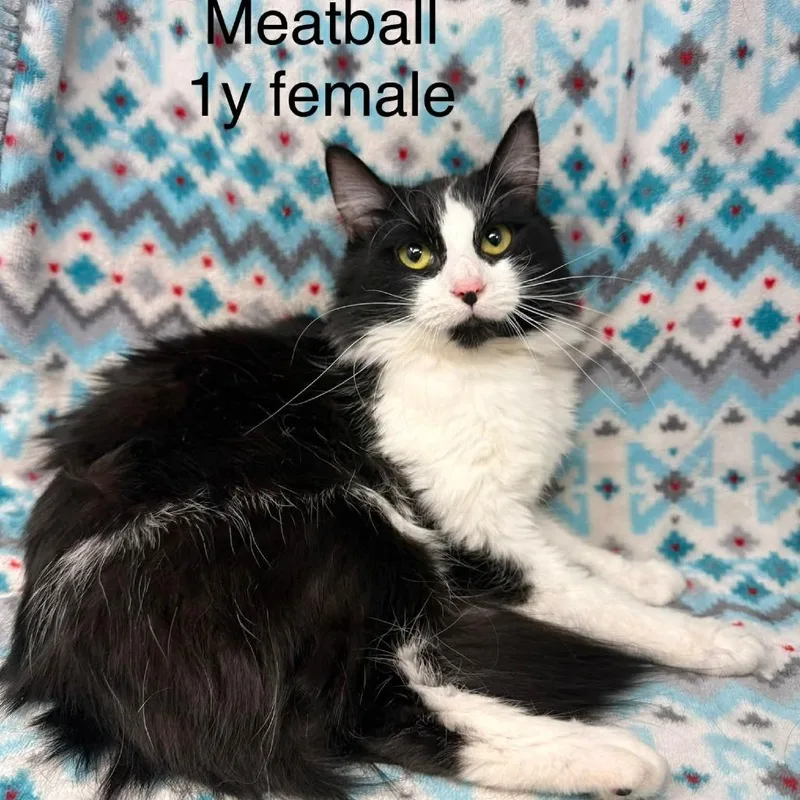 An adult medium-sized female Domestic Medium Hair cat named Meatball for adoption in New Tazewell, TN