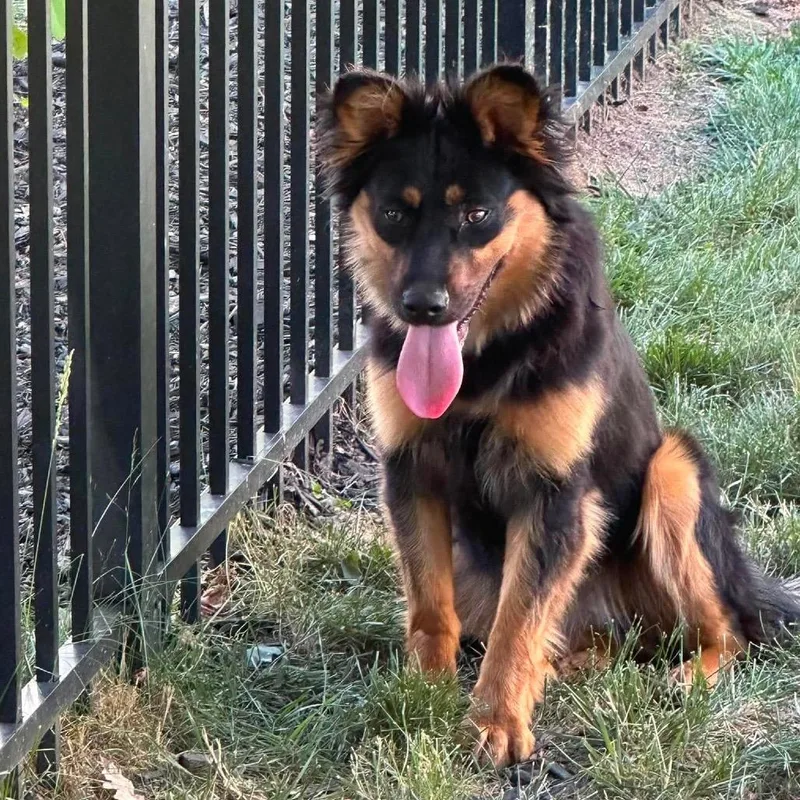 A young medium-sized female Black Australian Shepherd dog named Sprint for adoption in Fredericksburg, VA