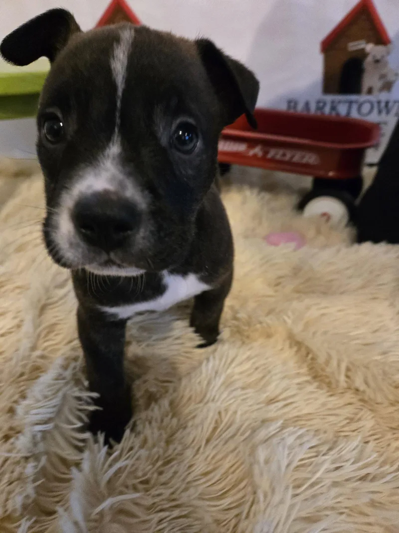 A baby large-sized male Australian Cattle Dog / Blue Heeler dog named Hopper for adoption in Boston, KY