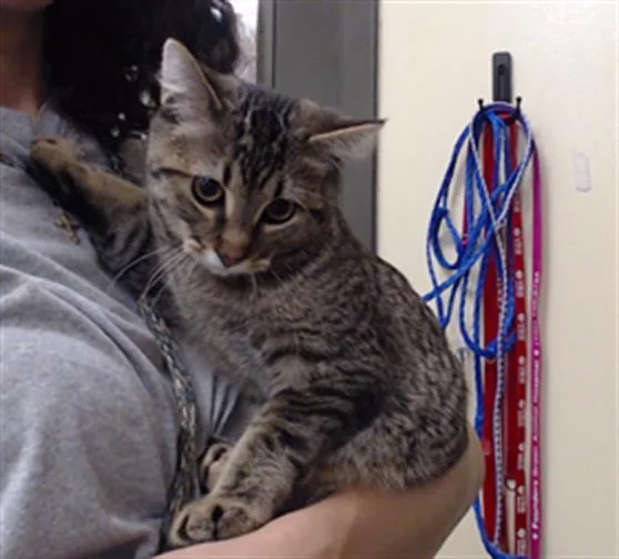 A baby small-sized male Domestic Short Hair cat named Hugo for adoption in Denver, CO