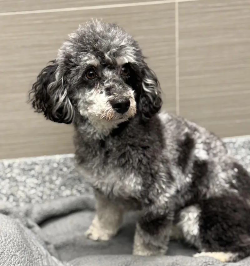 An adult small-sized male Merle (Blue) Miniature Poodle dog named Chizhik for adoption in Los Alamitos, CA