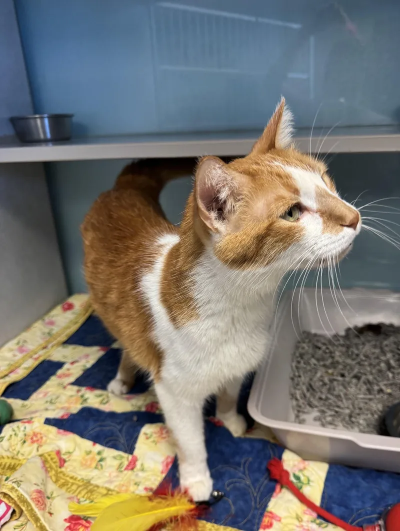 A young large-sized male Orange & White Tabby cat named Gerald for adoption in Albuquerque, NM