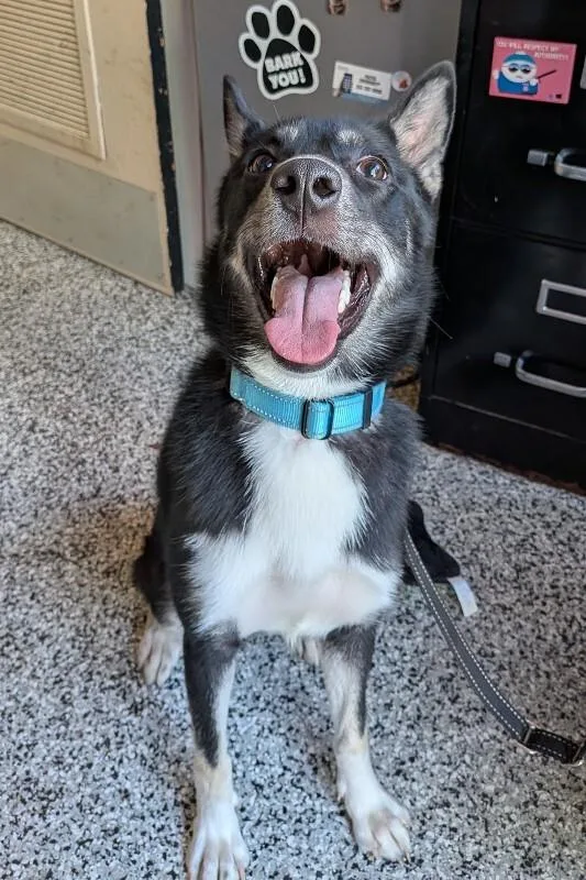 An adult medium-sized female Black Mixed Breed dog named Twin Flame for adoption in Cincinnati, OH