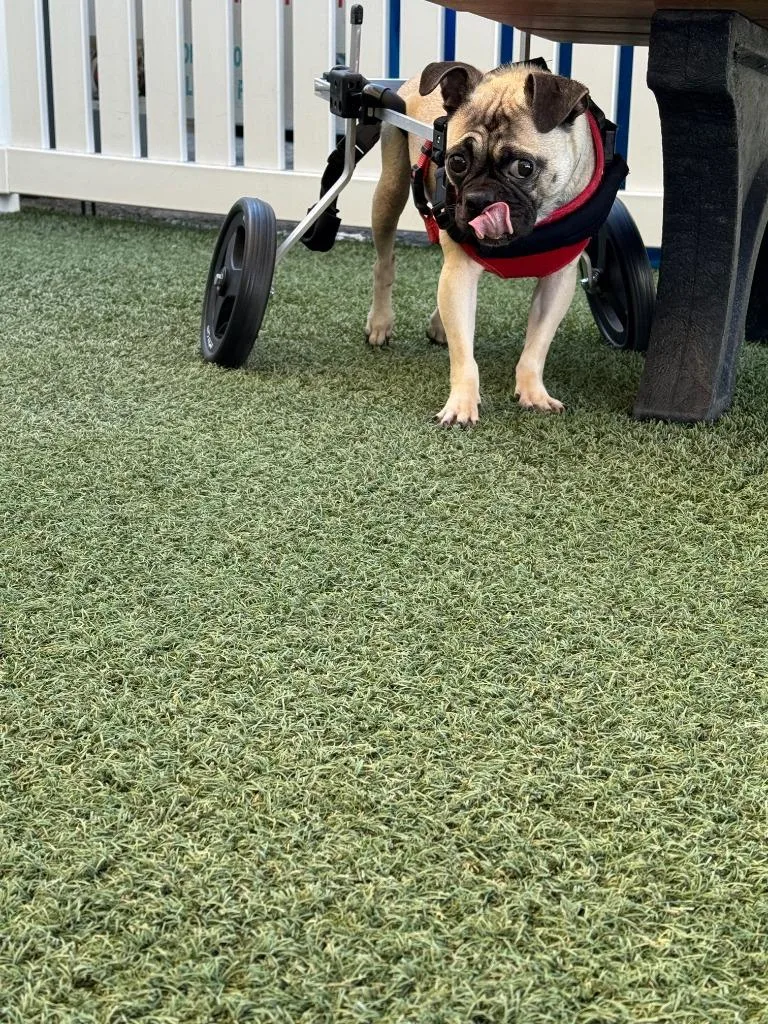 Olive Special Needs thumbnail 2