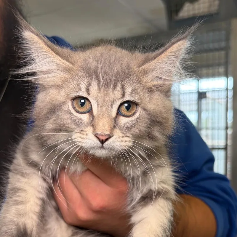 A baby small-sized female Gray / Blue / Silver Domestic Medium Hair cat named Sparkle for adoption in Santa Barbara, CA