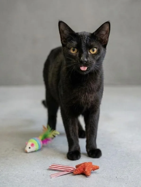 A baby medium-sized male Black Domestic Short Hair cat named Syracuse for adoption in Spring Branch, TX