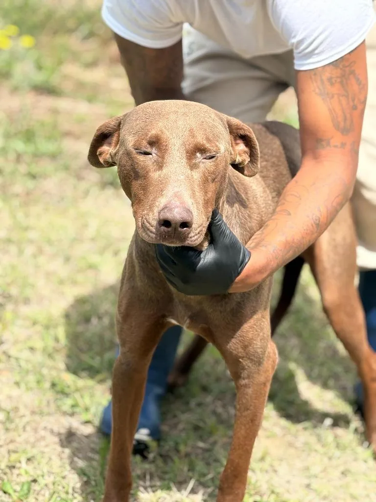 An adult large-sized male Doberman Pinscher dog named Big Dawg for adoption in Effingham, SC