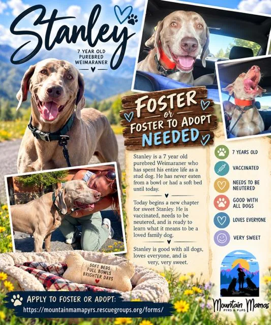 An adult large-sized male Weimaraner dog named Stanley for adoption in Midway, UT