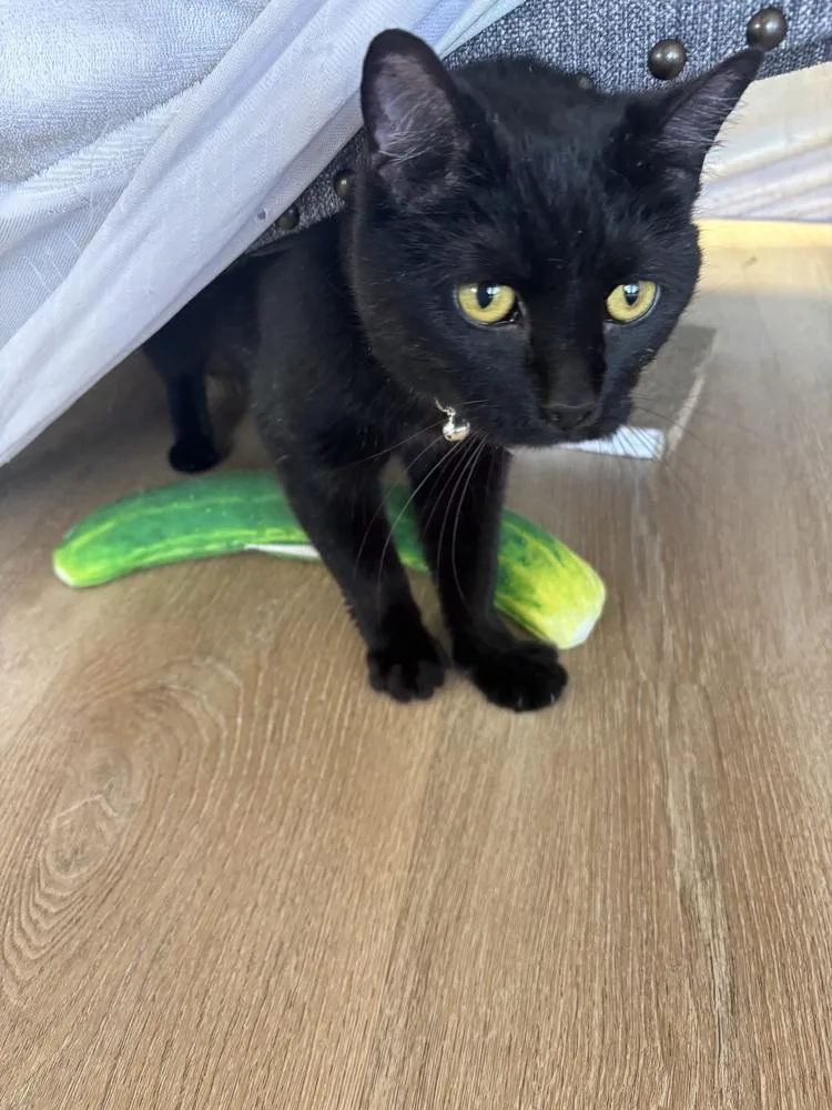 A young small-sized female Black & White / Tuxedo Domestic Short Hair cat named Wednesday for adoption in New Woodstock, NY