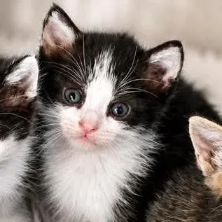 A baby small-sized male Brown / Chocolate Domestic Short Hair cat named Black Ear for adoption in San Antonio, TX