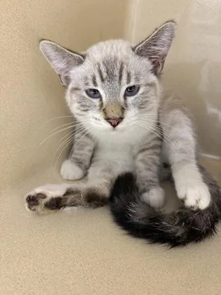 A baby small-sized male Domestic Short Hair cat named Cottonball for adoption in Pequot Lakes, MN
