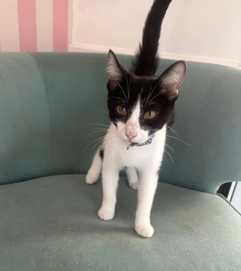 A young small-sized male Black & White / Tuxedo Domestic Short Hair cat named Tommy for adoption in Whittier, CA