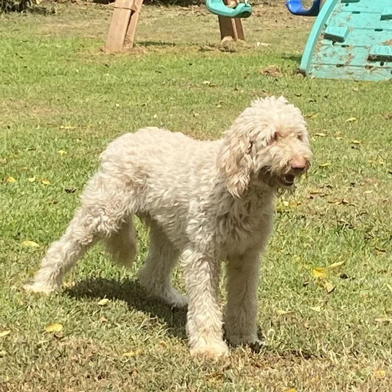 Daisy thumbnail 5
