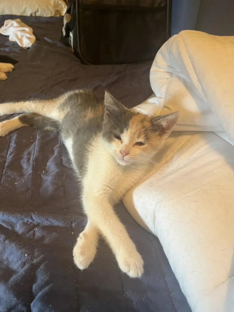 A baby medium-sized female Domestic Short Hair cat named Panasonic for adoption in Wintersville, OH