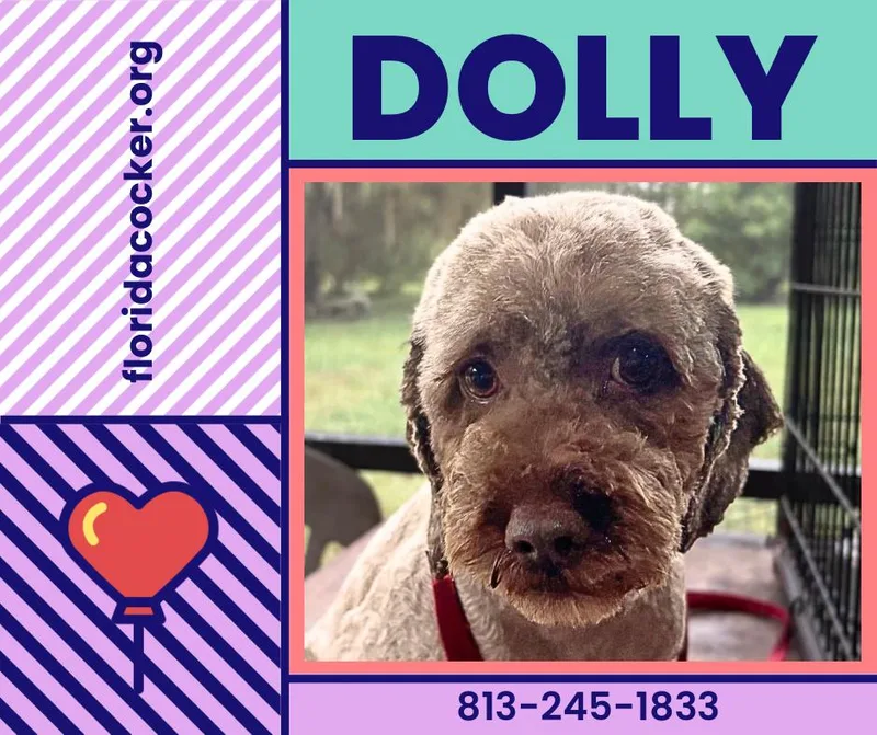 An adult small-sized female Cockapoo dog named Dolly for adoption in Land O Lakes, FL
