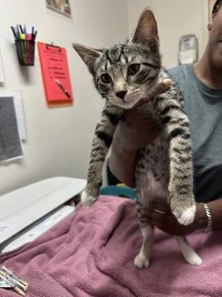A baby medium-sized male Domestic Short Hair cat named Drama for adoption in Sacramento, CA