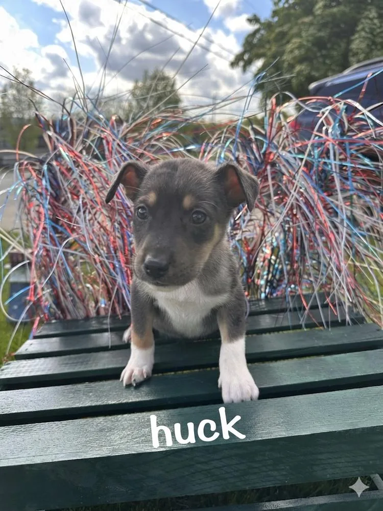 Huck