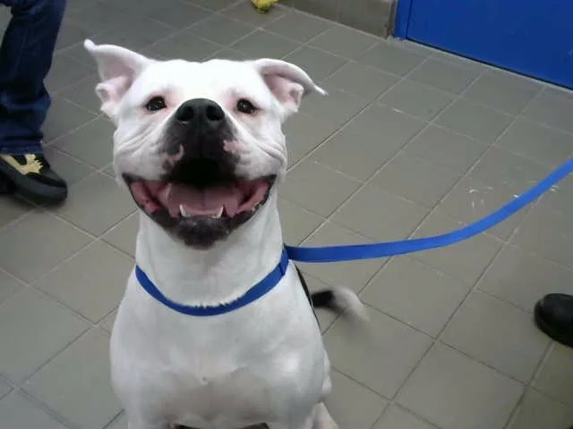 A young large-sized male Pit Bull Terrier dog named Lucas for adoption in Albuquerque, NM