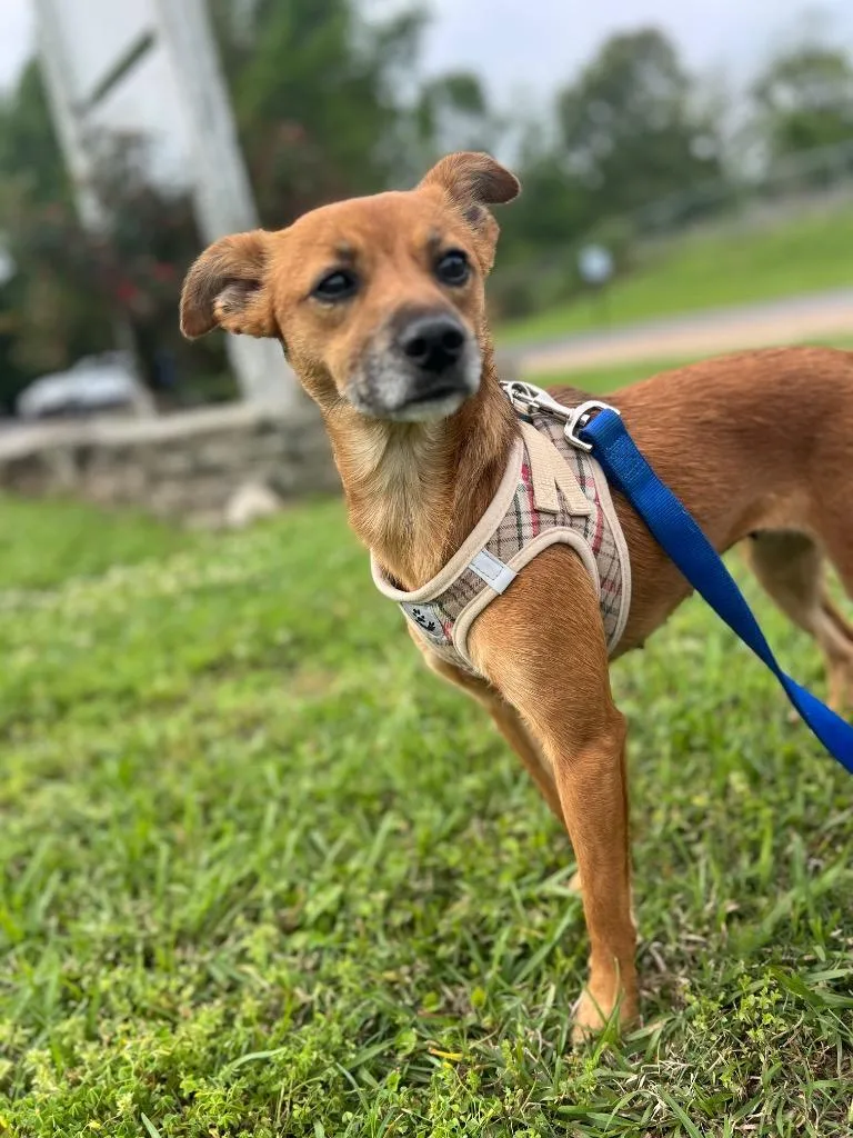 A young medium-sized female Miniature Pinscher dog named Foxey for adoption in Saint Francisville, LA