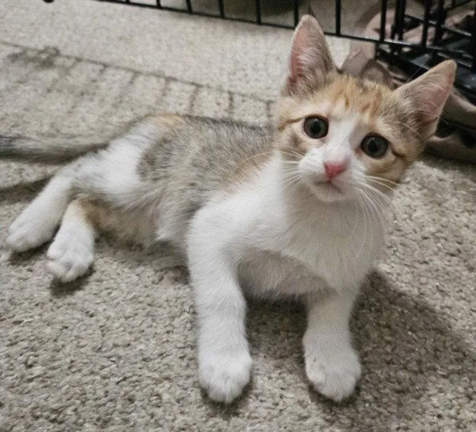 A baby small-sized female Domestic Short Hair cat named Cal for adoption in Woodland, CA
