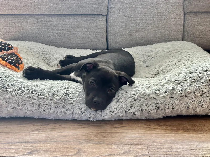 Grasshopper thumbnail 2