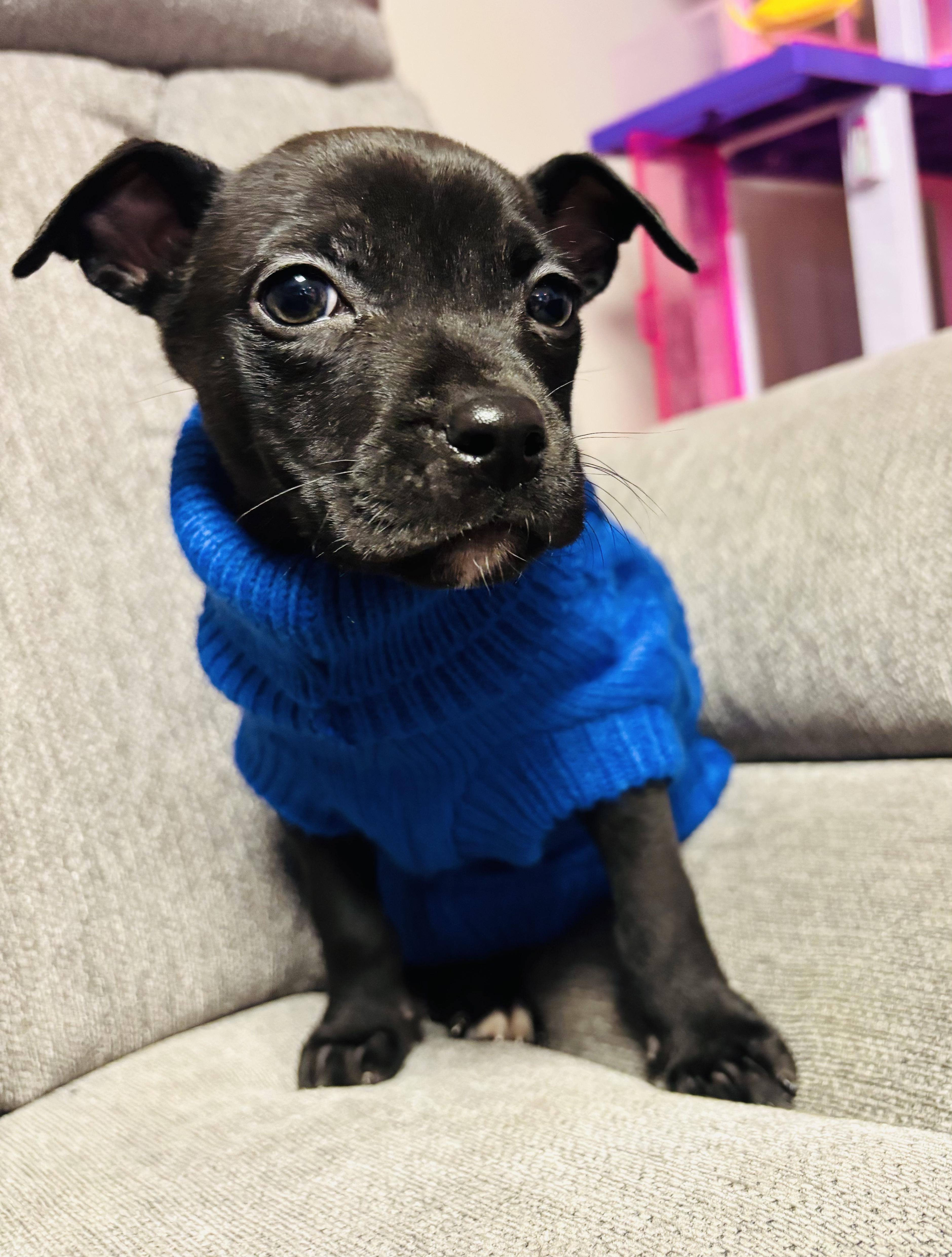 Grasshopper thumbnail 3