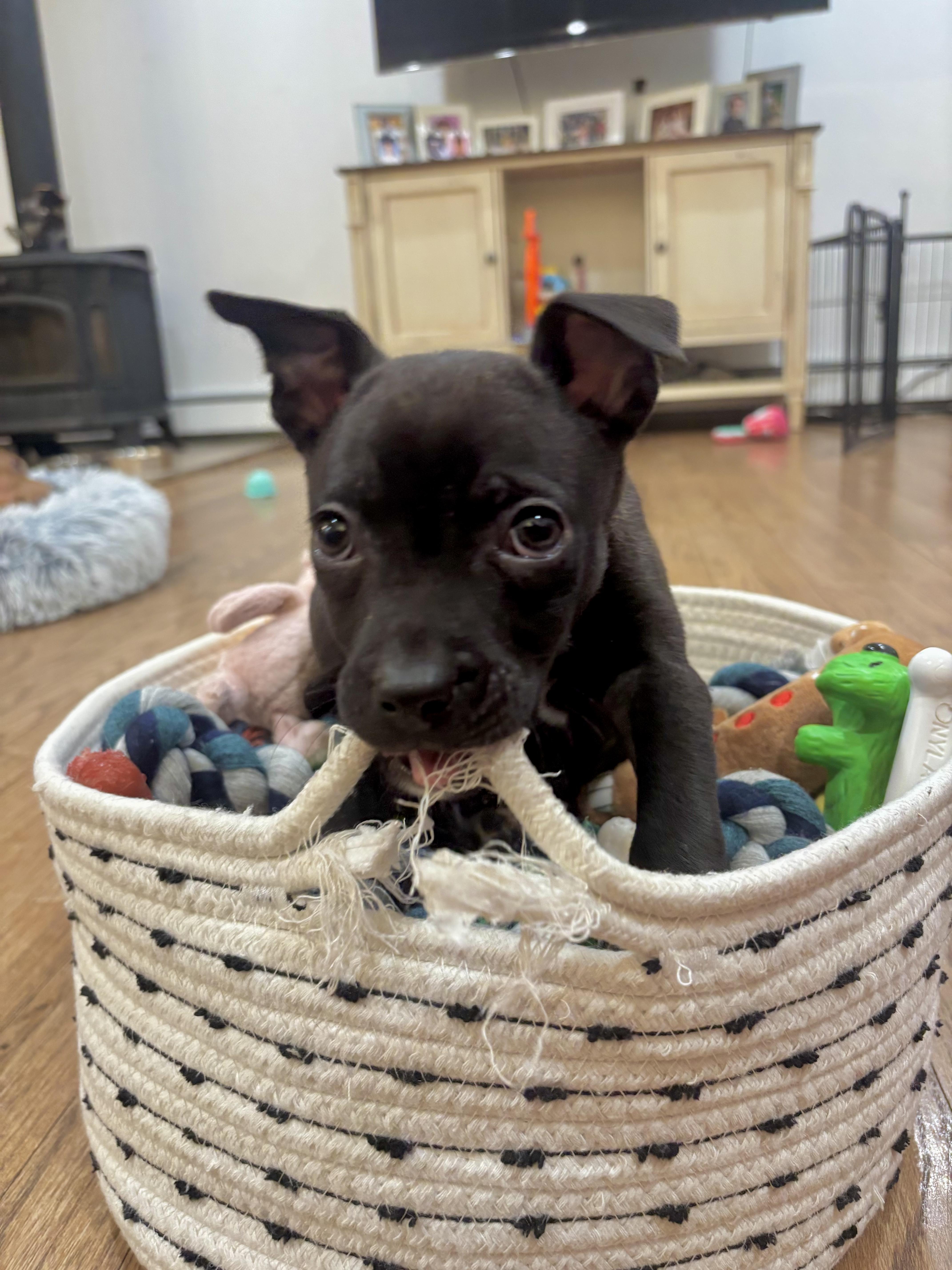 Grasshopper thumbnail 5