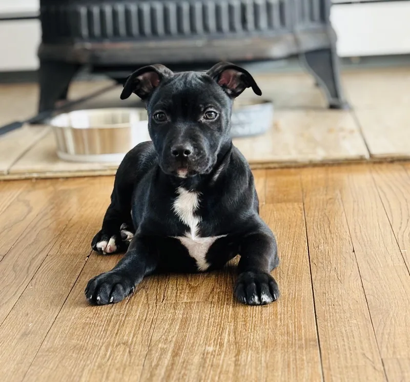 Grasshopper thumbnail 6