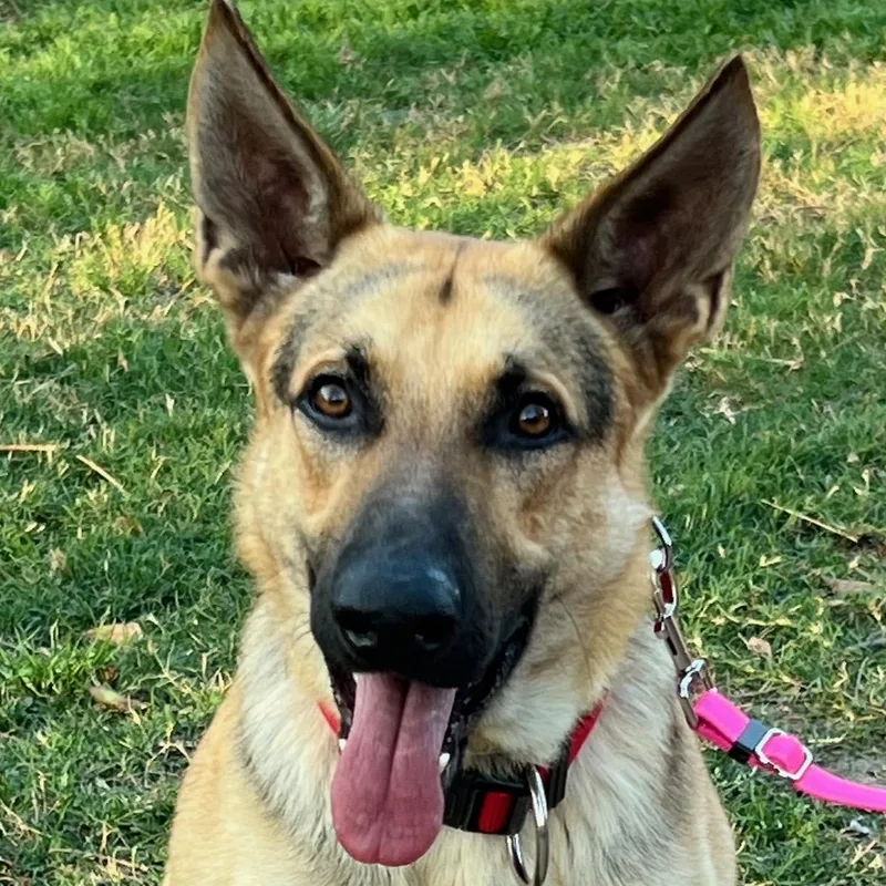 A young large-sized male Sable German Shepherd Dog named Tucker for adoption in Baytown, TX