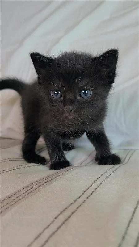 Rye