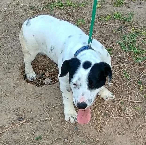 A baby medium-sized male White / Cream Mixed Breed dog named Sixto for adoption in Paramus, NJ