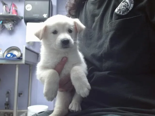 A baby small-sized female Australian Cattle Dog / Blue Heeler dog named Seed for adoption in Albuquerque, NM