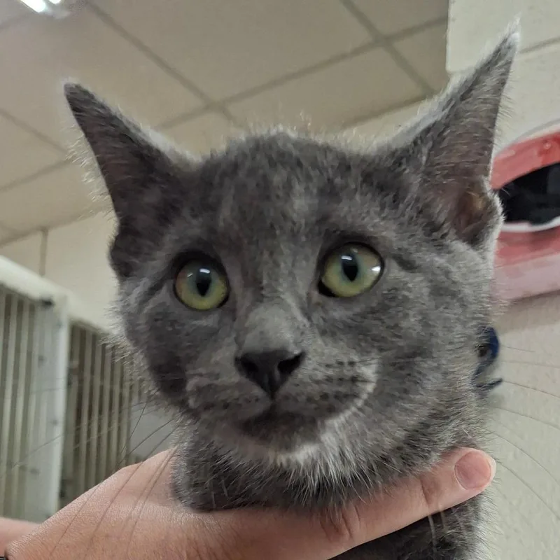 A baby small-sized male Gray / Blue / Silver Domestic Short Hair cat named Lincoln for adoption in Zanesville, OH