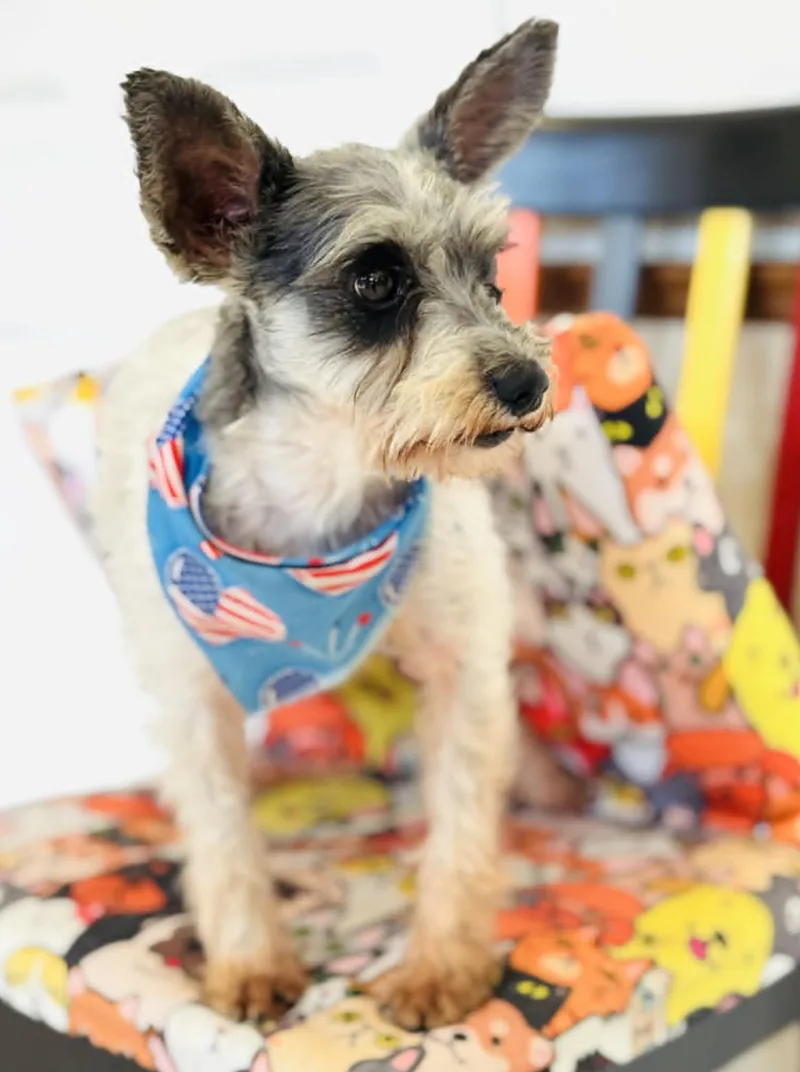 A young small-sized female Miniature Schnauzer dog named Okie for adoption in Allen, TX