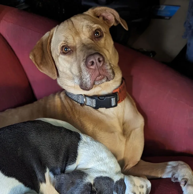 Beatrice thumbnail 2