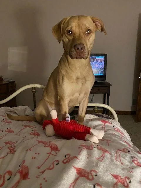 Beatrice thumbnail 3