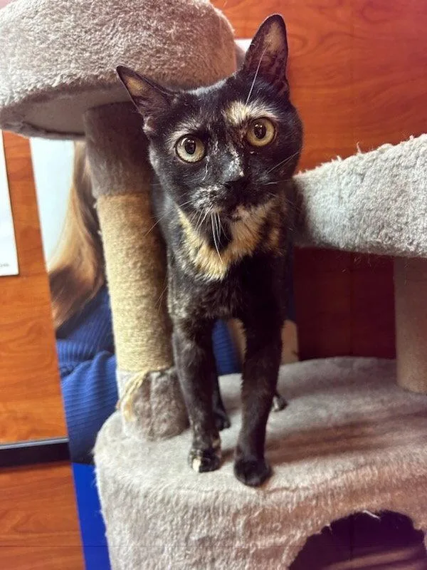 An adult medium-sized female Tortoiseshell cat named Lola At Petsmart Rochester for adoption in Gonic, NH