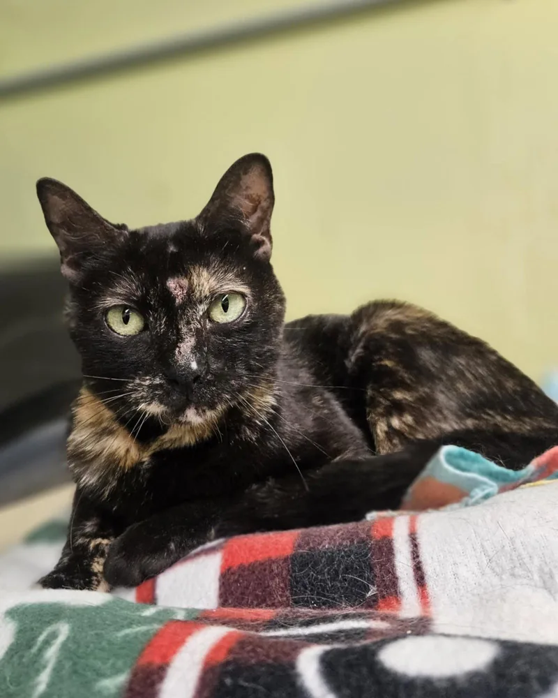 Lola At Petsmart Rochester thumbnail 2