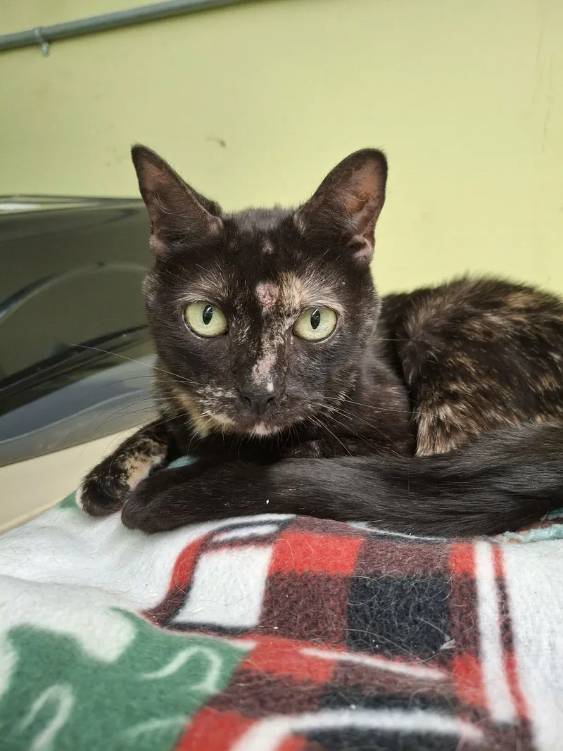 Lola At Petsmart Rochester thumbnail 3