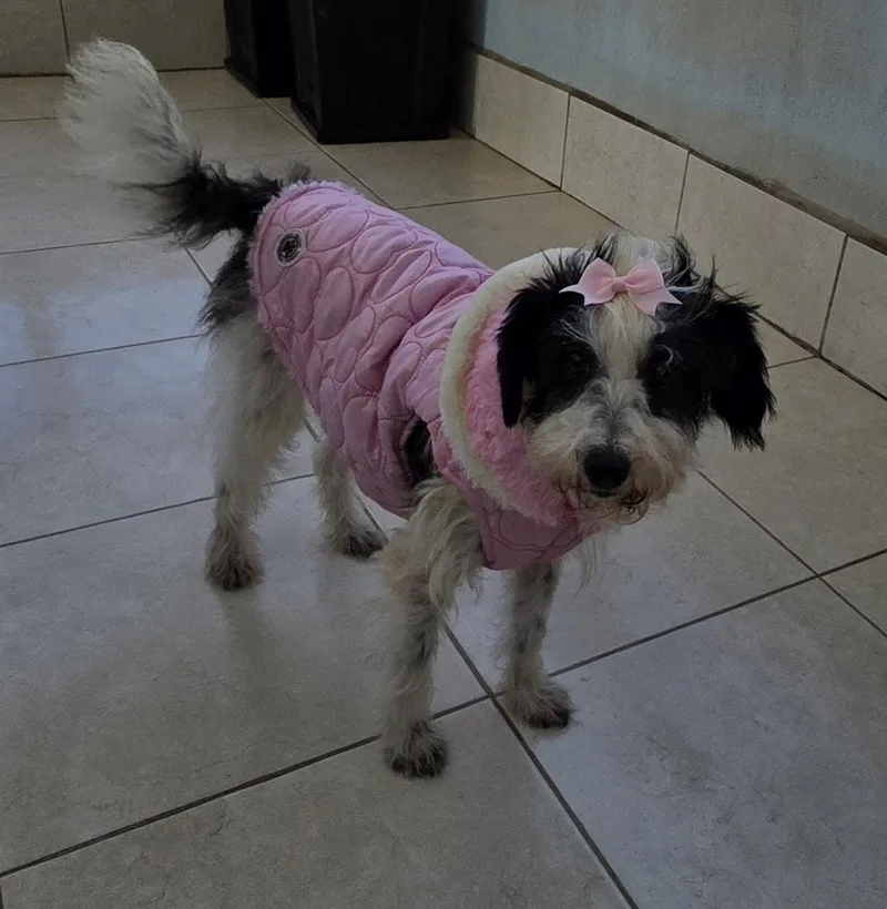 A young small-sized female Harlequin Poodle dog named Sinthia for adoption in Fallbrook, CA