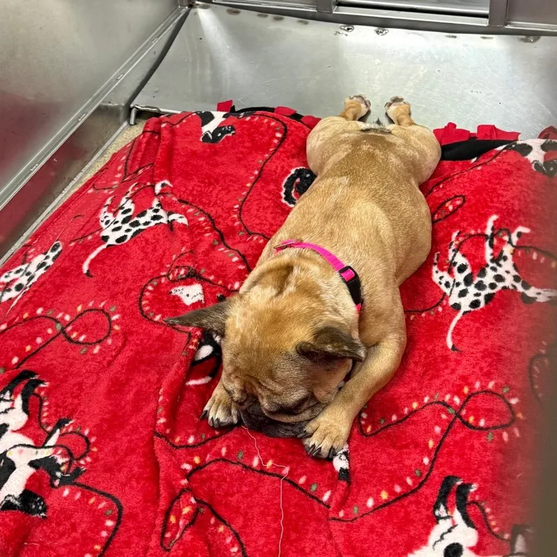 An adult small-sized female Brown / Chocolate French Bulldog dog named Cookie for adoption in Brookfield, WI