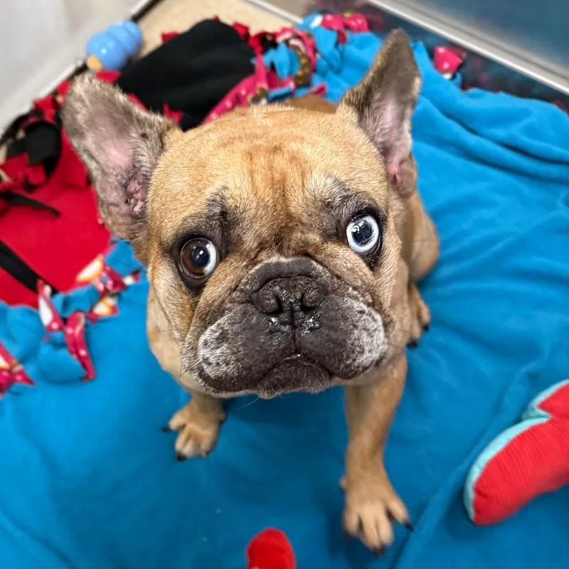 Cookie thumbnail 3
