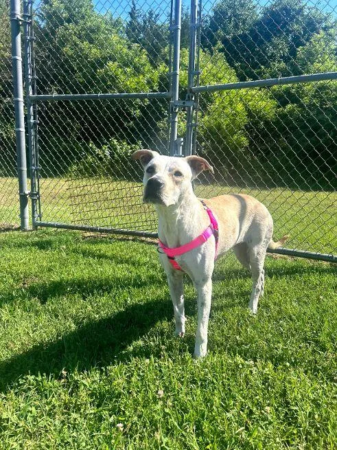 An adult medium-sized female Yellow / Tan / Blond / Fawn Pointer dog named Amber for adoption in Cape May Court House, NJ
